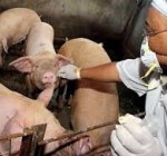В Рокишкском районе Литвы выявлен новый очаг африканской чумы свиней