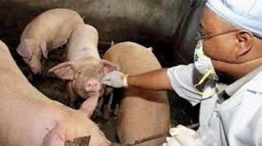 В Рокишкском районе Литвы выявлен новый очаг африканской чумы свиней