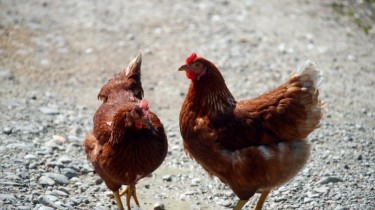 Птичий грипп в Польше может снизить цены на мясо птицы в Литве