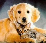 "Любовные" дела домашних животных