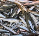 Нормы лова рыбы в Куршком заливе можно увеличить