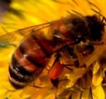 Как вести себя при нападении пчел?