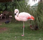 "Женщина-фламинго" три года простояла на одной ноге