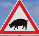 В Литве из-за африканской чумы свиней объявлена экстремальная ситуация