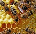 Пчелы на даче