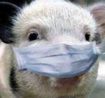 В свиноводческом комплексе в Литве - африканская чума свиней (дополнено)