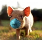 В Литве выявлен второй очаг африканской чумы свиней