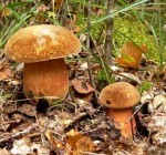 Мой лес - мои грибы!