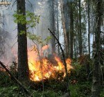 В Литве усиливается противопожарная защита лесов