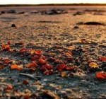 Конкурс на добычу янтаря в Куршском заливе не вызвал интереса (СМИ)