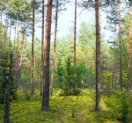 Министр окружающей среды предлагает реформировать сеть лесничеств