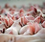 На свинокомплексе Berzu kompleksas в Йонавском районе Литвы подозревается свиная чума