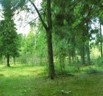 Планируется ограничить посещение лесов на юге и юго-востоке Литвы