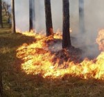 Латвия благодарит Литву за помощь в тушении лесных пожаров