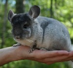 Члены Сейма Литвы предлагают запретить разведение животных ради меха