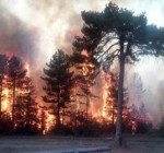 В Литве лесные пожары потушены, однако опасность остается высокой – глава МВД