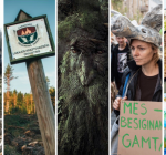 Около ста активистов, одетых в животных, требовали остановить вырубки в лесах