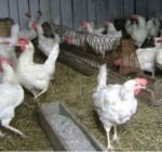 Ветинспекция: польское мясо птицы, зараженное гриппом, не попадает в Литву –