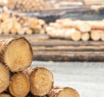 Кабмин: закупать древесину первыми смогут переработчики Литвы