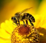 Ссоримся из-за пчел