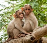 В Европейском регионе ВОЗ зафиксированы случаи оспы обезьян