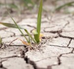 Европе грозит сильнейшая за 500 лет засуха