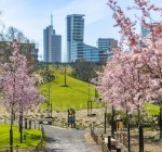 Японский сад - цветущая сакура зовет вас на новое зеленое пространство Вильнюса