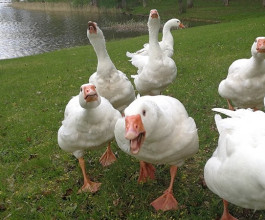 16. Животных и птиц содержат в максимально естественных условиях. 3