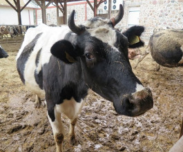 15. Натуральное хозяйство фермы. 4