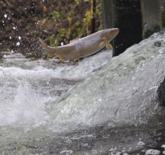В Литве из-за угрозы икре лососевых рекомендуют не плавать по обмелевшим рекам