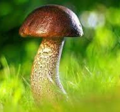 В Варене проходит чемпионат Литвы по сбору грибов