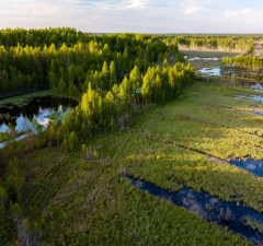 Погранслужба Литвы рассматривает возможность установки заграждения и на болотах