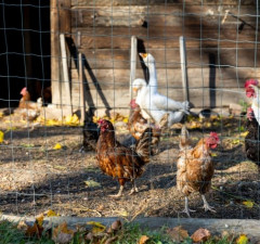 Из-за птичьего гриппа некоторые страны ограничили импорт мяса птицы из Литвы