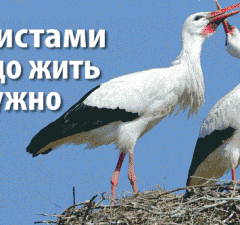 С аистами надо жить дружно
