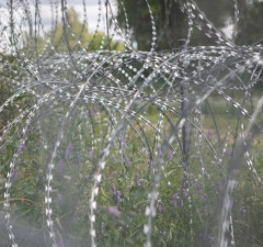 СОГГЛ: на границе Литвы с Беларусью развернули 11 нелегальных мигрантов