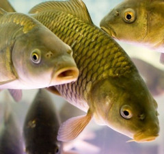 Друзьям всё, остальным – закон?