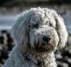 Щенки на конвейере: изнанка индустрии разведения