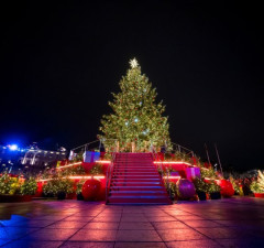 Путешествие по сияющей Литве: самые красивые елки