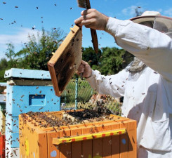 Компенсация для пчеловодов