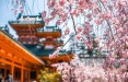 В Алитусе - Дни японской культуры и праздник цветения сакуры