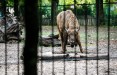В Литве нельзя будет демонстрировать диких животных в коммерческих целях