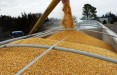 Литва не намерена полностью запретить импорт российского зерна, но обещает ограничения