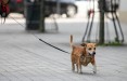 Группа депутатов Сейма требует запретить постоянно держать собак на привязи