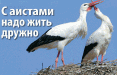 С аистами надо жить дружно