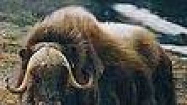 В Каунасском зоопарке овцебык убил смотрителя
