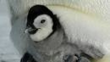 В Клайпедском морском музее - новорожденные пингвинята