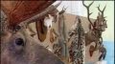 Бразаускас отдаст во дворец охотничьи трофеи