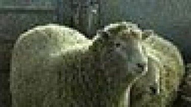 5 июля 1996 года в Шотландии была клонирована овечка Долли