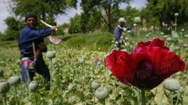 Полиция продолжает громить банду торговцев наркотиками