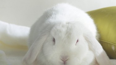 Гороскоп на 2011 год. Белый Кролик - хозяин будущего года